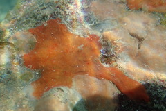Mycale microsigmatosa