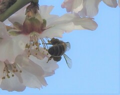 Prunus amygdalus