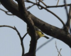 Cyanistes caeruleus