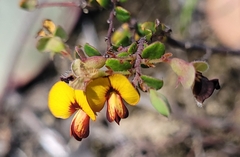 Bossiaea buxifolia