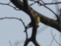 Cyanistes caeruleus
