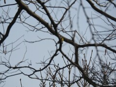 Cyanistes caeruleus