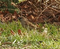 Passer domesticus