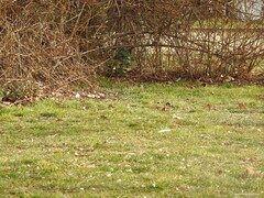 Passer domesticus