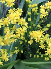 Solidago mexicana