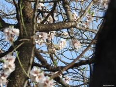 Prunus amygdalus