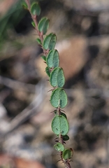 Bossiaea buxifolia