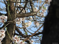 Prunus amygdalus