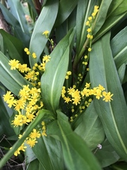Solidago mexicana