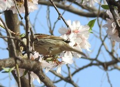Prunus amygdalus