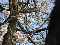 Prunus amygdalus