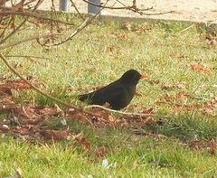 Turdus merula