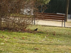 Turdus merula