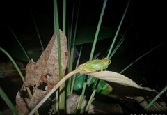 Boana cinerascens