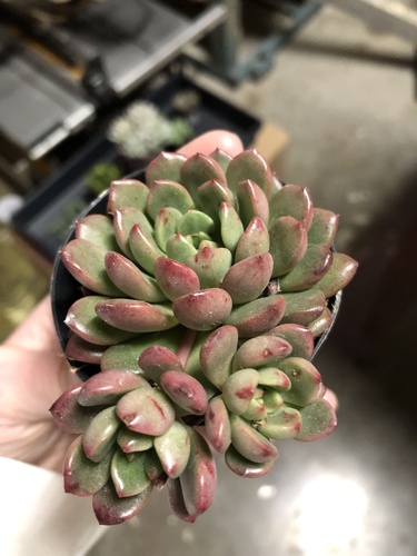 ×Graptoveria