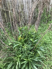 Solidago mexicana