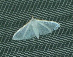 Palpita margaritacea