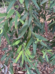 Eucalyptus curtisii