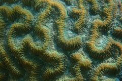 Pseudodiploria strigosa