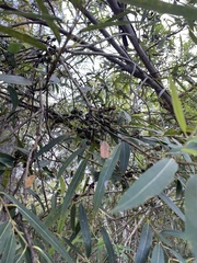 Eucalyptus curtisii