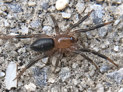 Drassyllus