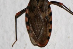 Panstrongylus geniculatus