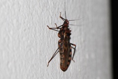 Panstrongylus geniculatus