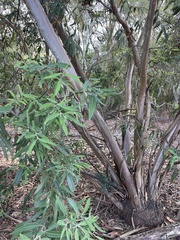 Eucalyptus curtisii
