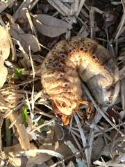 Strategus aloeus