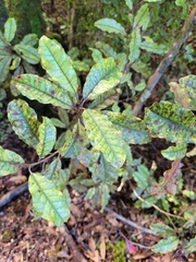 Quintinia serrata