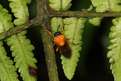 Pachylostictinae