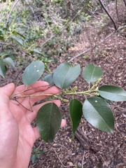 Prunus ilicifolia lyonii