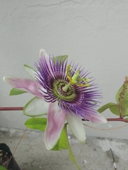 Passiflora alata × caerulea