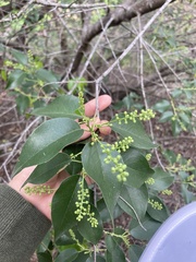 Prunus ilicifolia lyonii
