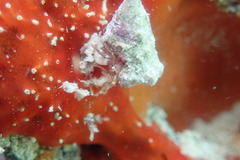 Pagurus brevidactylus