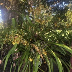 Oncidium sphacelatum