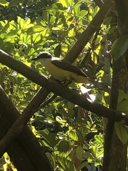 Pitangus sulphuratus