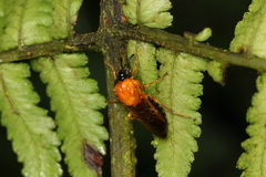 Pachylostictinae