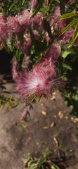Calliandra selloi