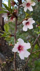 Prunus amygdalus
