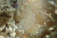 Clathrina coriacea
