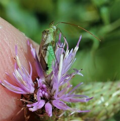 Adelphocoris lineolatus