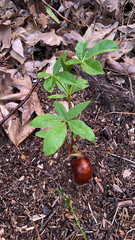 Aesculus californica