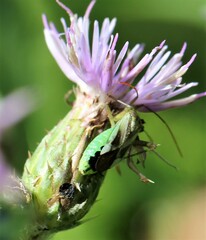 Adelphocoris lineolatus
