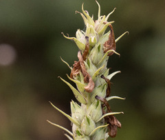 Pedicularis procera