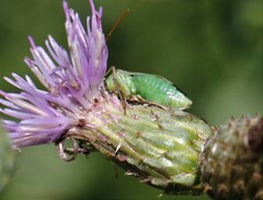 Adelphocoris lineolatus