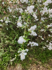 Ceanothus spinosus