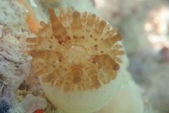 Telmatactis cricoides