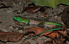 Cnemidophorus lemniscatus