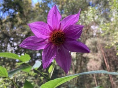 Dahlia imperialis